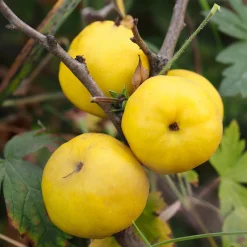 Liten Rosenkvitten Balsgård Rondo 'Rondo'*Omnia Garden Discount