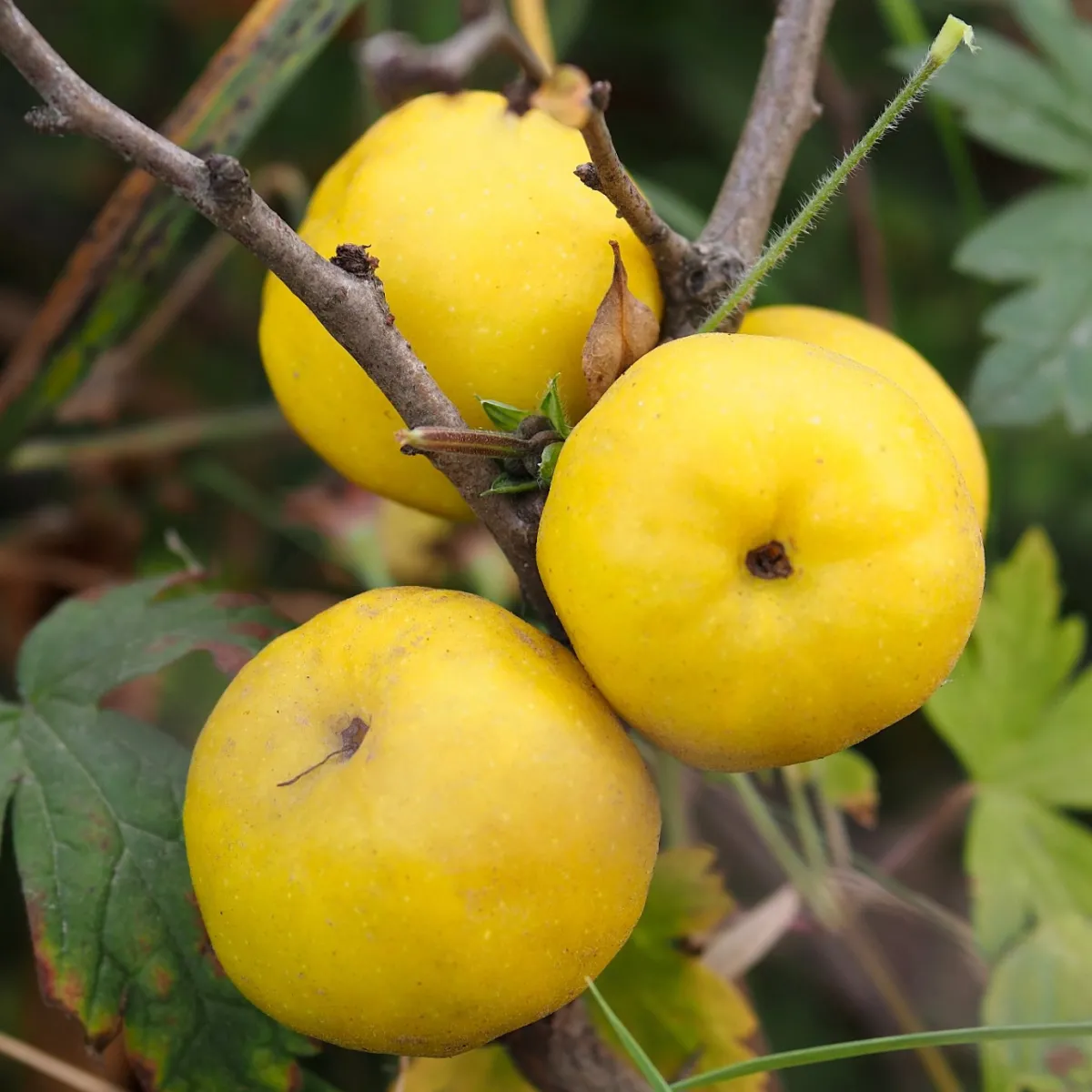 Liten Rosenkvitten Balsgård Rondo 'Rondo'*Omnia Garden Discount