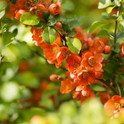 Liten Rosenkvitten Balsgård Rondo 'Rondo'*Omnia Garden Discount