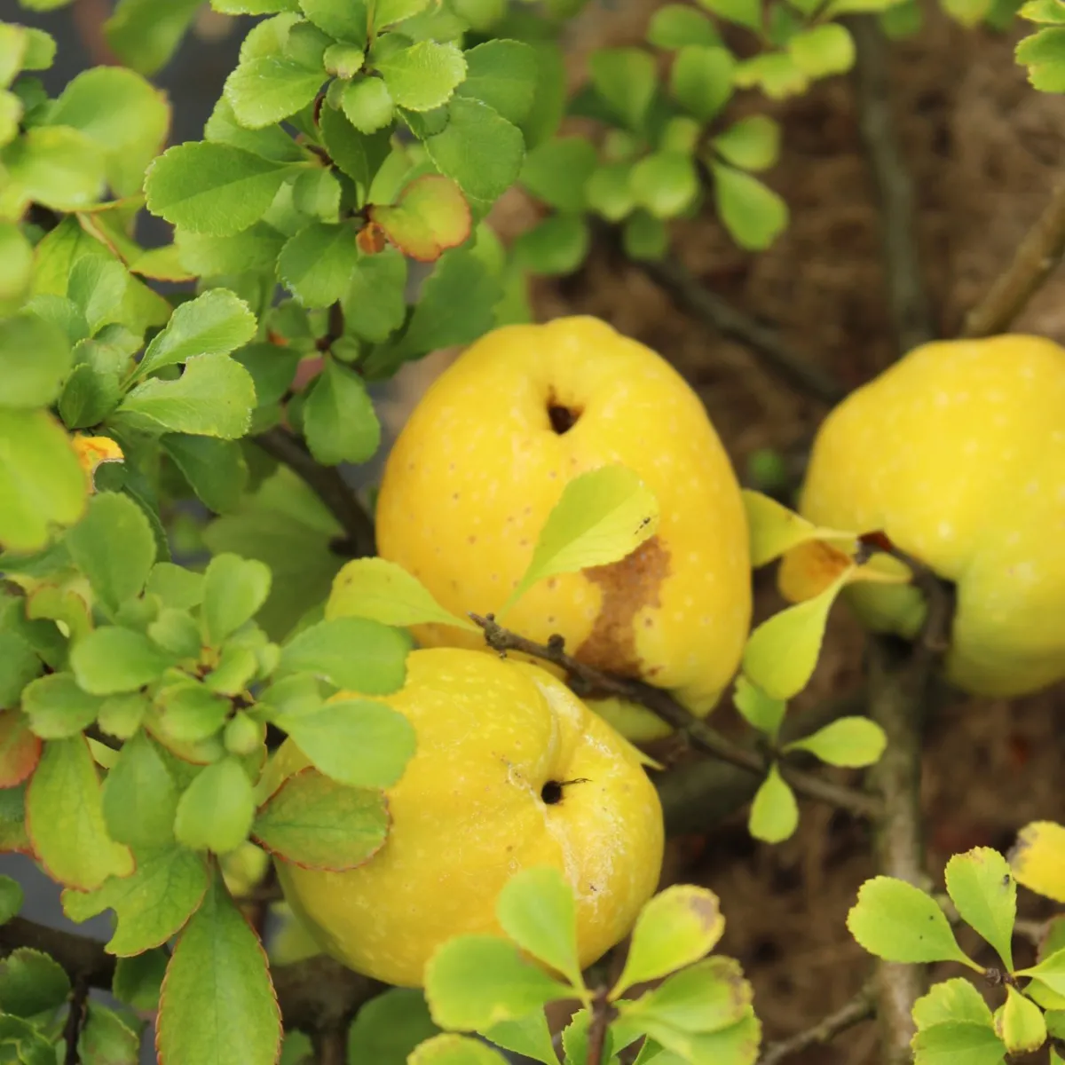 Liten Rosenkvitten Balsgård Rondo 'Rondo'*Omnia Garden Discount