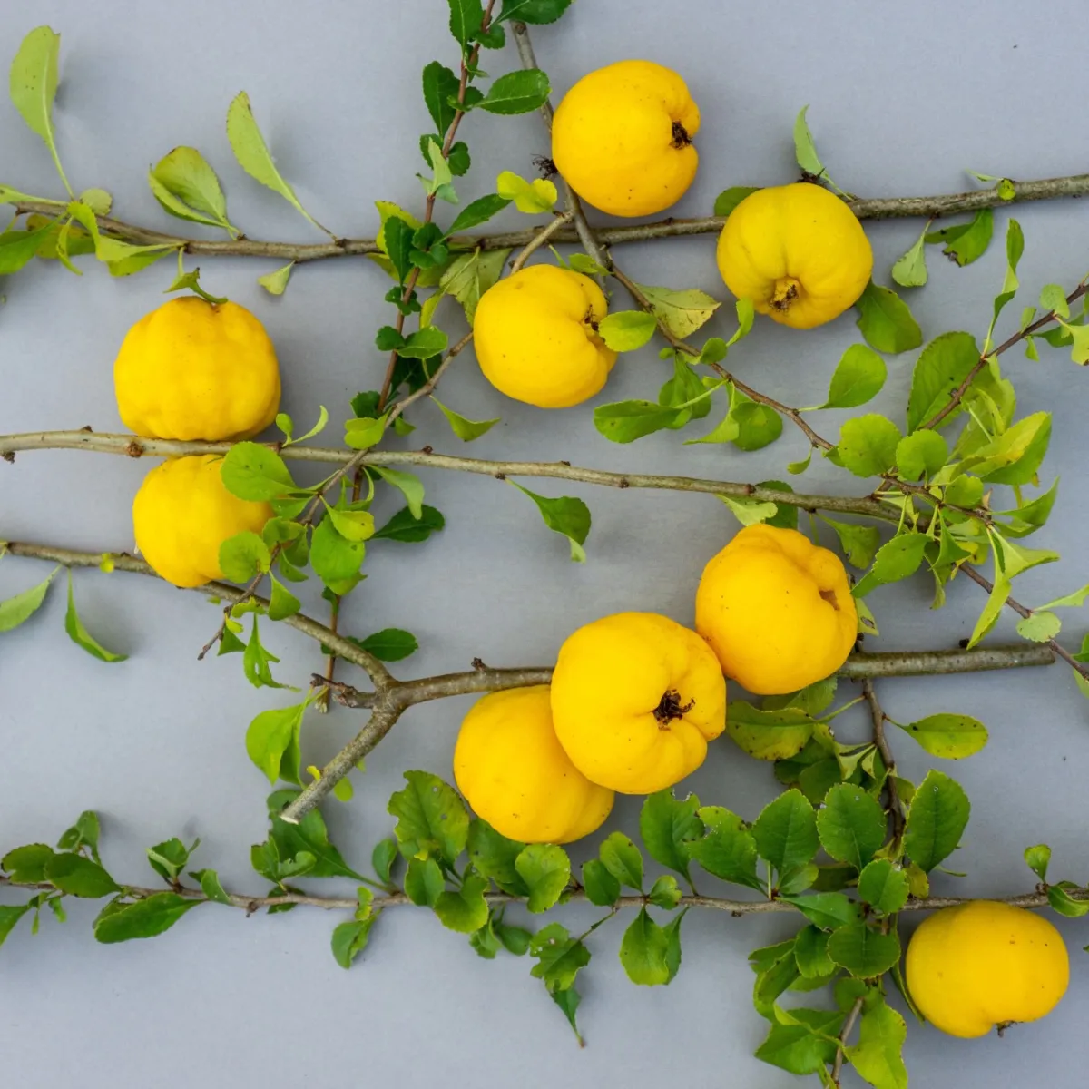 Liten Rosenkvitten Balsgård Rondo 'Rondo'*Omnia Garden Discount
