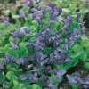 Luktviol Königin Charlotte*Omnia Garden