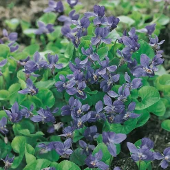 Luktviol Königin Charlotte*Omnia Garden