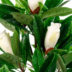 Magnolia*House Nordic Best