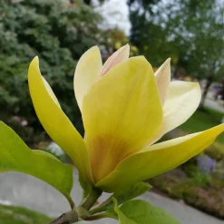 Magnolia Sunsation 60-80 cm*Omnia Garden Discount