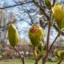 Magnolia Sunsation 60-80 cm*Omnia Garden Discount