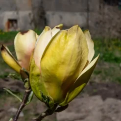 Magnolia Sunsation 60-80 cm*Omnia Garden Discount