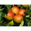 Malus Domestica Höstdessert E*Omnia Garden Best