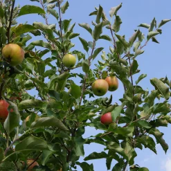 Malus domestica inkl Uppbindningskit*Omnia Garden Best