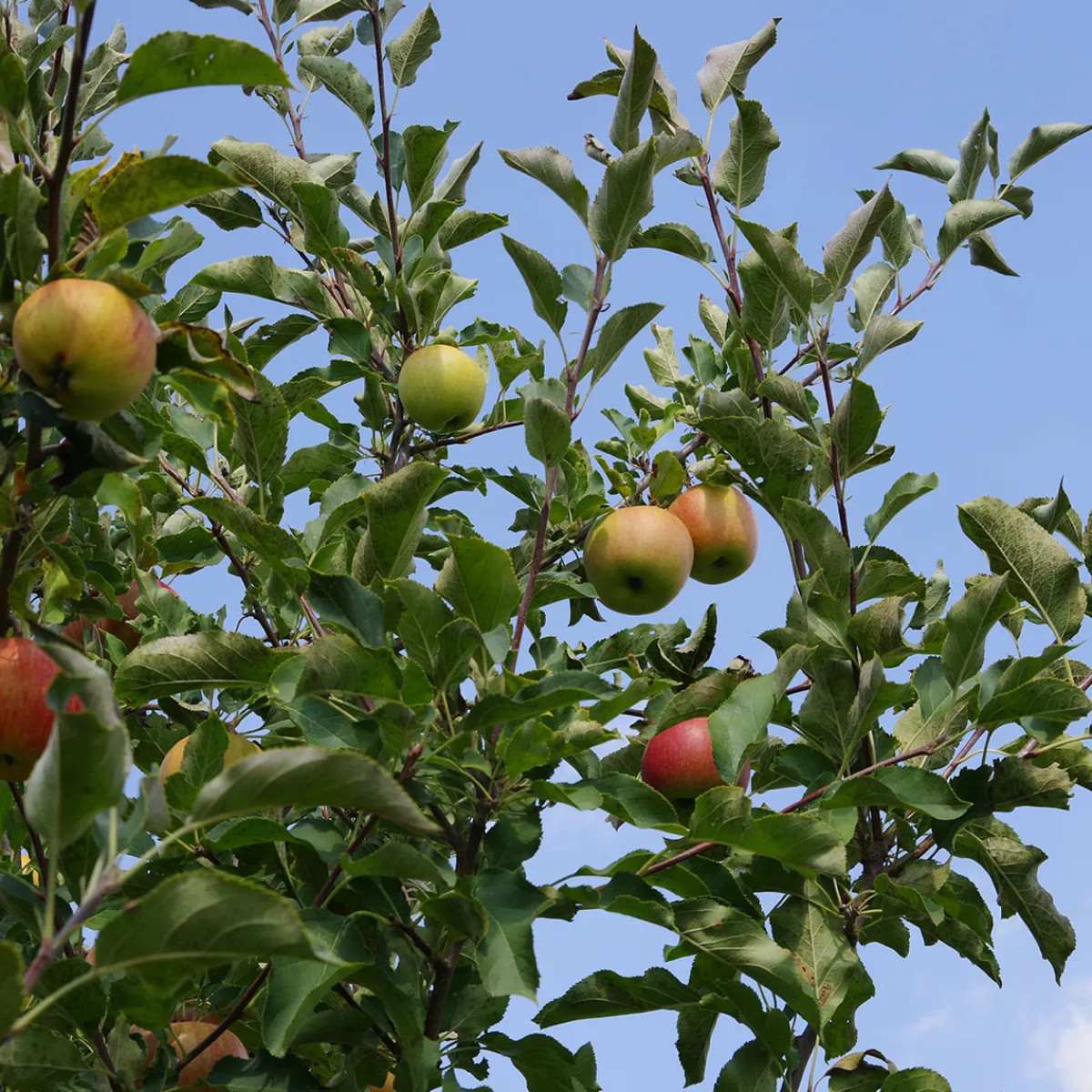 Malus domestica inkl Uppbindningskit*Omnia Garden Best