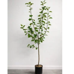 Malus domestica inkl Uppbindningskit*Omnia Garden Best
