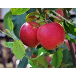 Malus Domestica P.J. Bergius*Omnia Garden Outlet