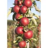 Malus Domestica Redcats Pelaräpple