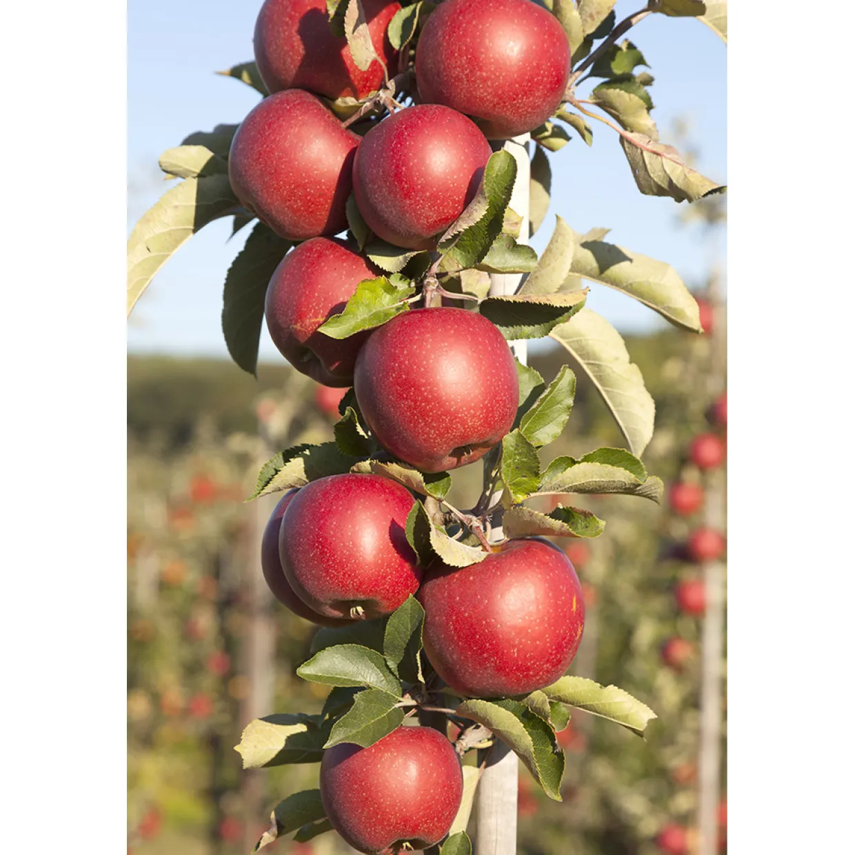 Malus Domestica Redcats Pelaräpple