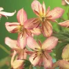 Marjorie 40-60 cm*Omnia Garden Sale