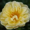 Marktäckande Golden Cover*Omnia Garden Hot