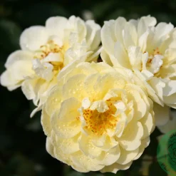 Marktäckande Golden Cover*Omnia Garden Hot