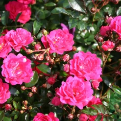 Marktäckande Red Fairy Rosa*Omnia Garden Outlet
