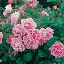 Marktäckande Sommerwind*Omnia Garden Sale