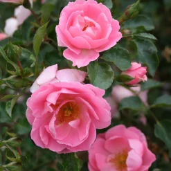 Marktäckande Sommerwind*Omnia Garden Sale