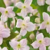 Mayleen 40-60 cm*Omnia Garden Online