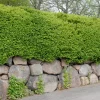 Måbär 40-60 cm*Omnia Garden Best