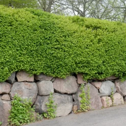 Måbär 40-60 cm*Omnia Garden Best