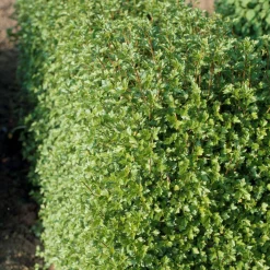 Måbär 20-40cm Krukodlade*Omnia Garden Online