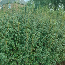 Måbär 20-40cm Krukodlade*Omnia Garden Online