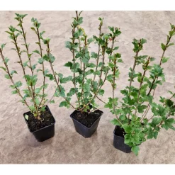 Måbär 20-40cm Krukodlade*Omnia Garden Online