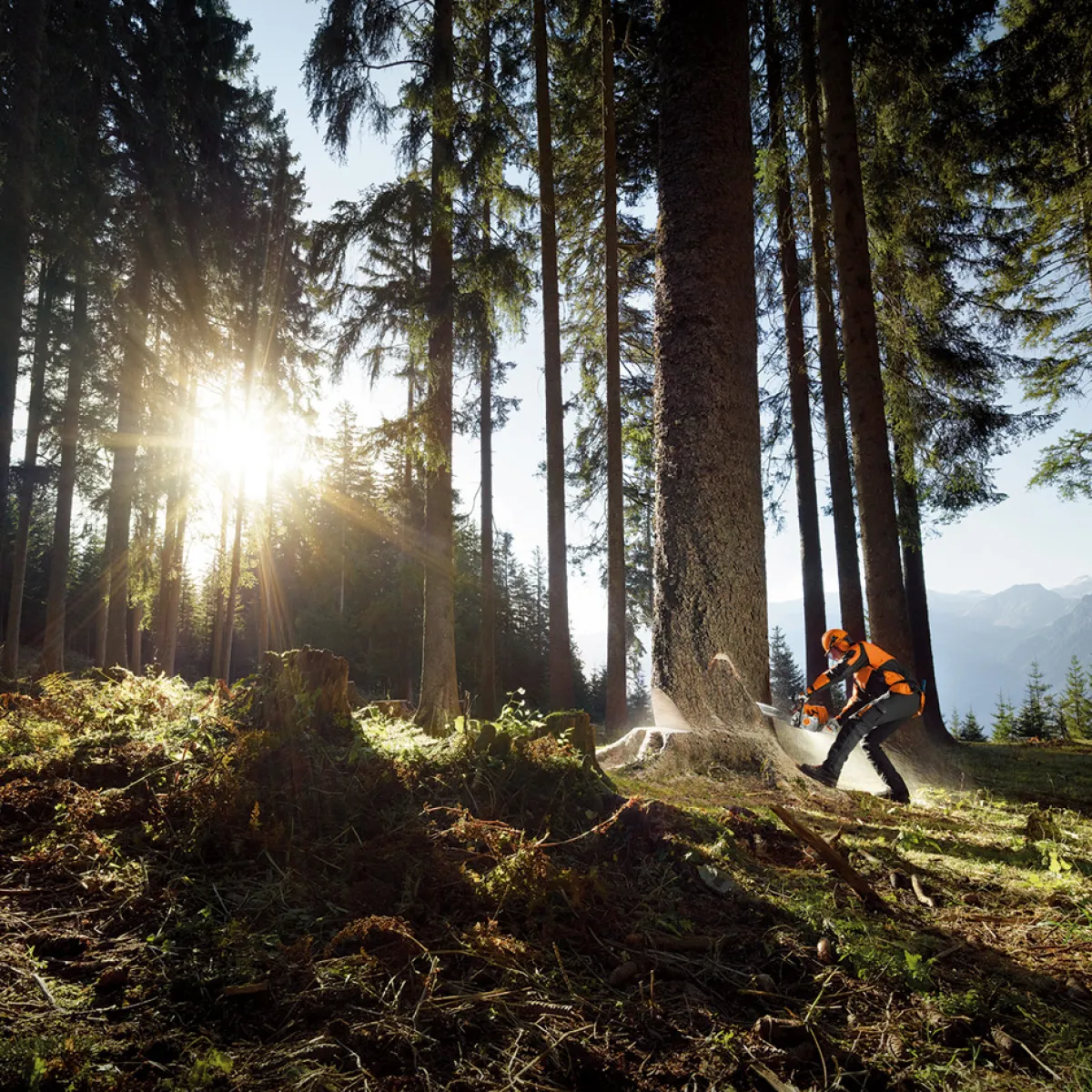 MS 661 C-M*Stihl Sale