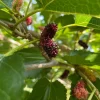 Mullbär Morus Mojo Berry Matsunaga*Omnia Garden Clearance