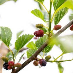 Mullbär Morus Mojo Berry Matsunaga*Omnia Garden Clearance
