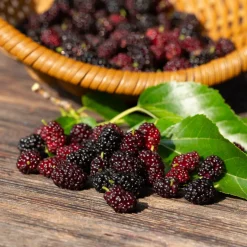Mullbär Morus Mojo Berry Matsunaga*Omnia Garden Clearance