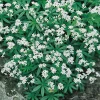 Myskmadra*Omnia Garden Discount