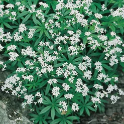 Myskmadra*Omnia Garden Discount