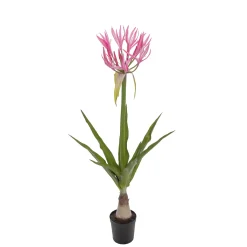 Nerine 125*Mr Plant Best