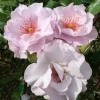 Odyssey*Omnia Garden
