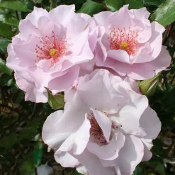Odyssey*Omnia Garden