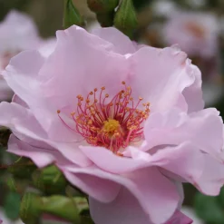 Odyssey*Omnia Garden