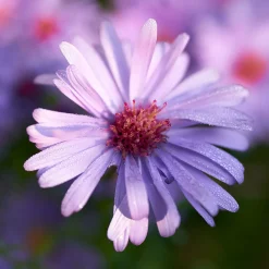 Oktoberaster Early Blue Symphyotrichum Novi-Belgii*Omnia Garden Hot