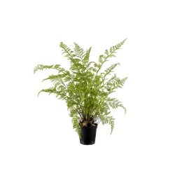 Ormbunke 80-90*Mr Plant Online