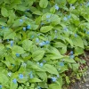 Ormöga*Omnia Garden Online