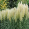 Pampasgräs*Omnia Garden Discount