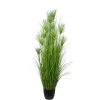 Papyrus*Mr Plant Outlet