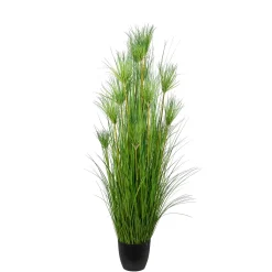 Papyrus*Mr Plant Outlet