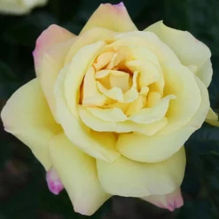 Peace*Omnia Garden