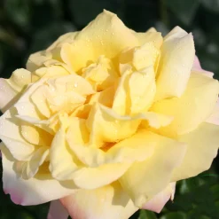 Peace*Omnia Garden