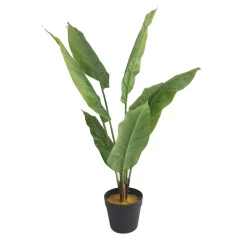 Peace Lily*Lykke Sale