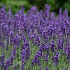 Perennpaket Sommarkänsla*Omnia Garden Best